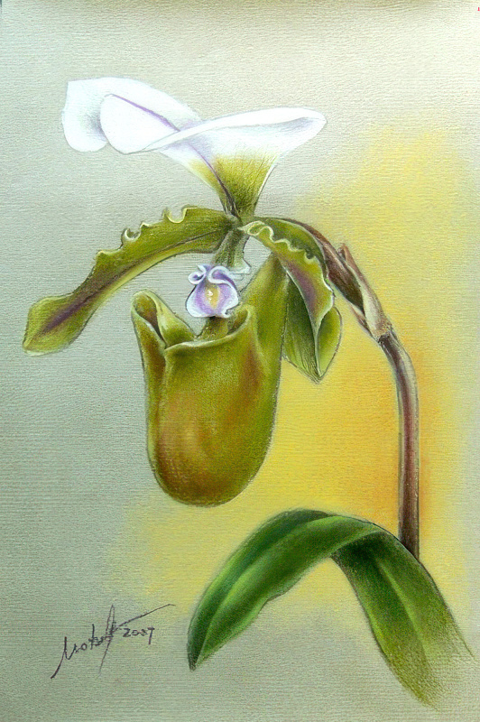 frauenschuh – Flora